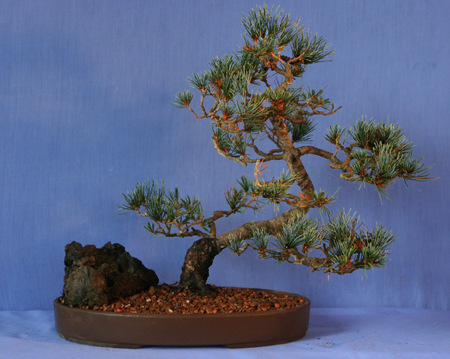 Rock White Pine